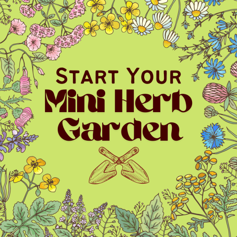 Start Your Mini Herb Garden