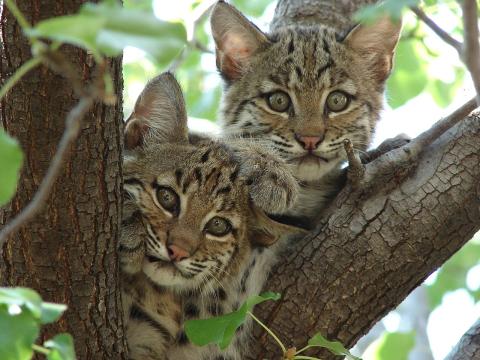 photo of two baby bobcats