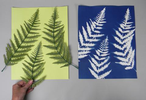 Cyanotypes 1