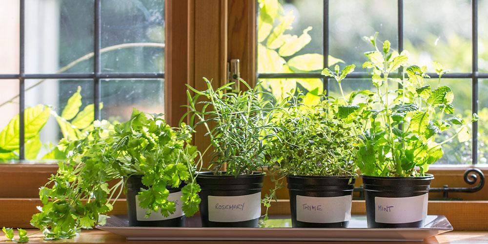 photo of kitchen herb garden